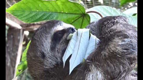 Sloth hangs by its feet to eat