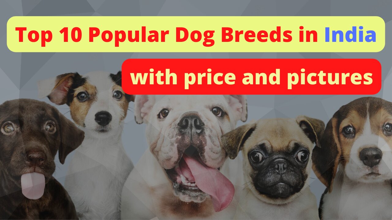 Top 10 Popular Dog Breeds in India