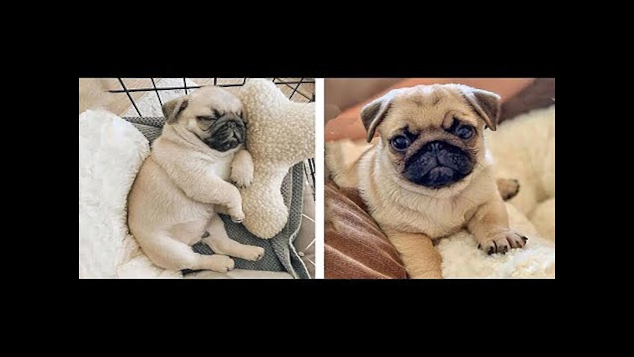 Cute and Funny Pug Puppies Funniest Pug Ever #2