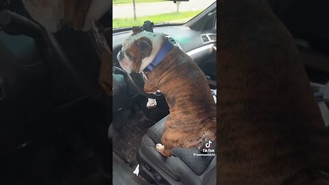 Dog humps car! #funnyvideos