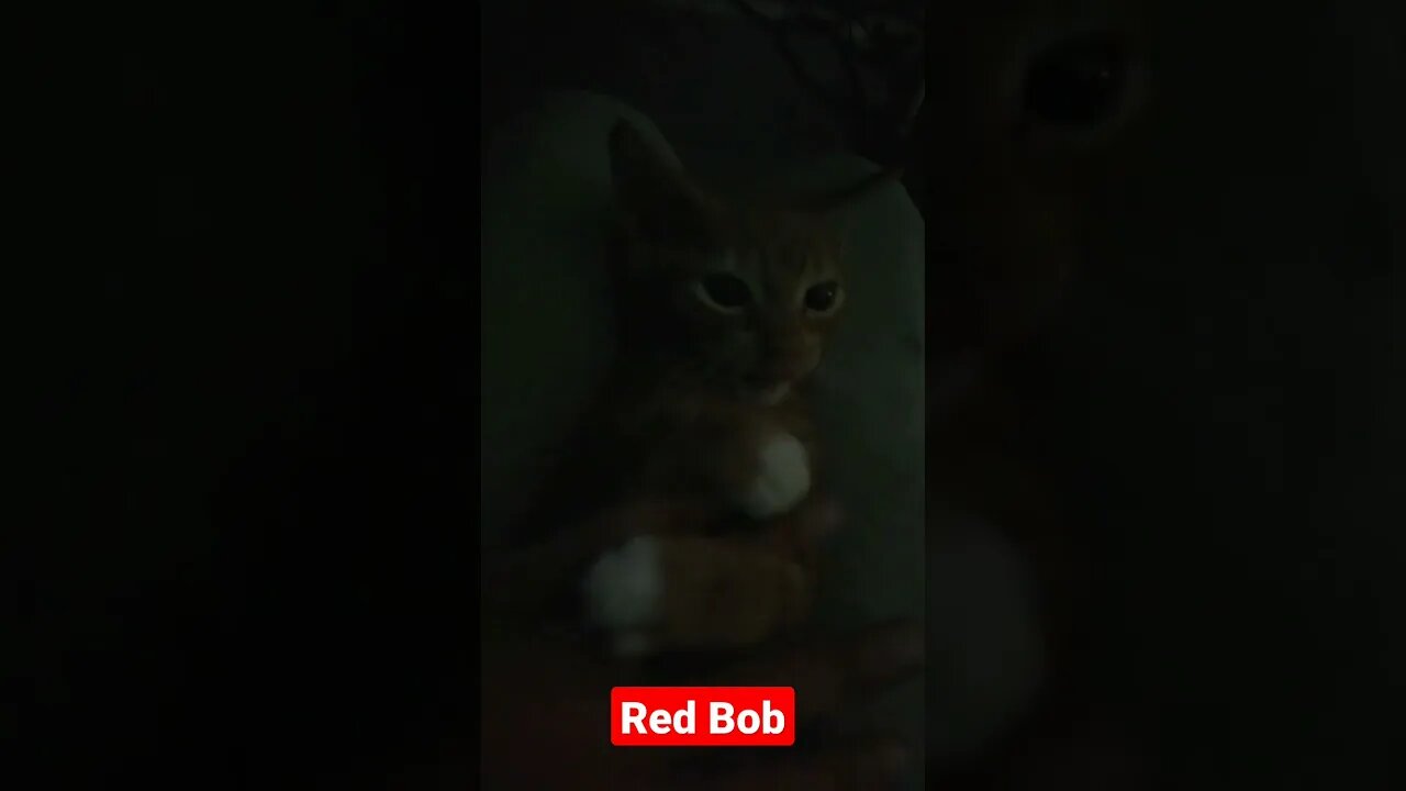 Red Bob action
