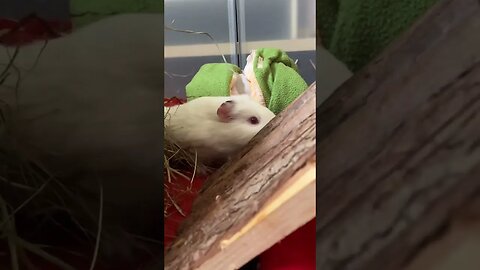 Baby Guinea pig explores