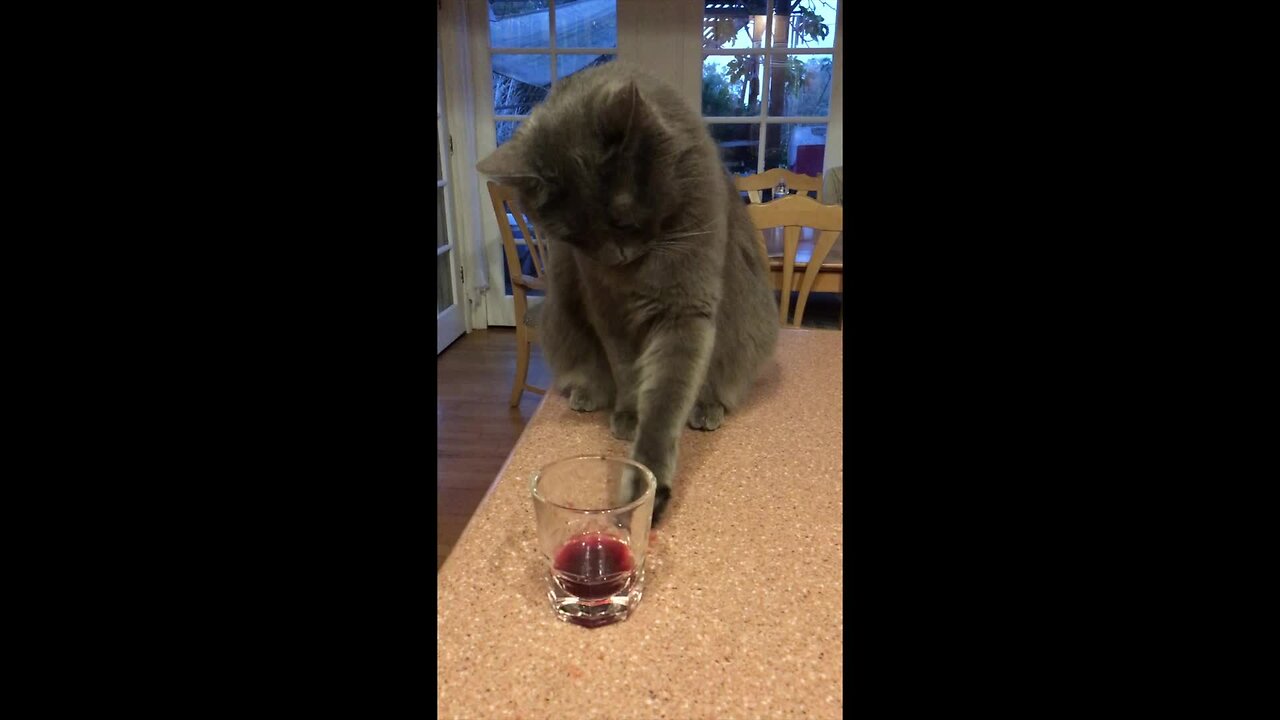 Cute kitty drinks from glass in adorable fashion