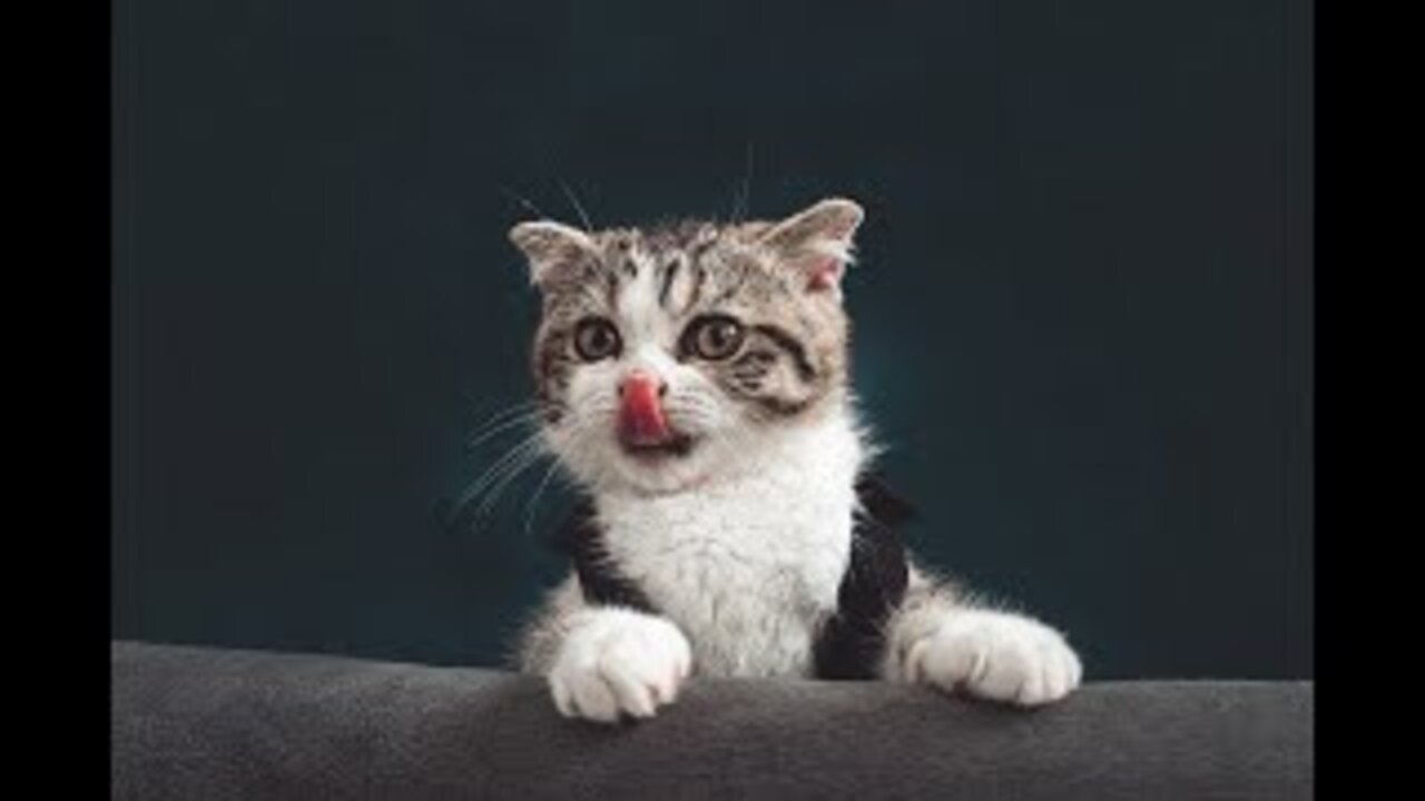 Funny cat videos #Funny #cats #funnymoments #videos
