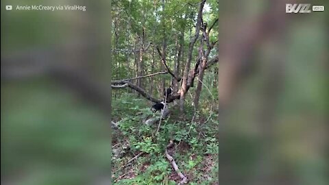Ces corgis grimpent aux arbres avec l'agilité d'un chat
