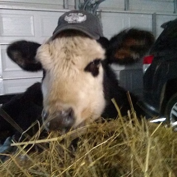 Rescued Cow Wears Hat To Dinner