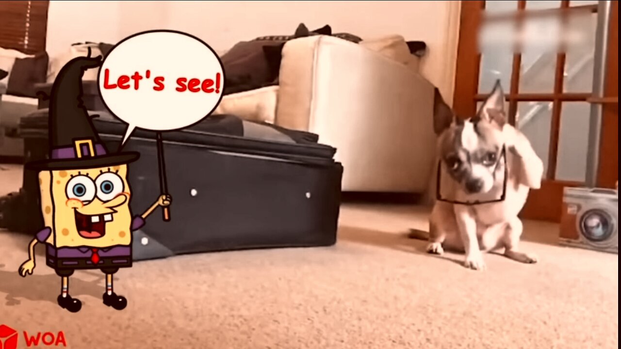 Animal funny moments capture in camera