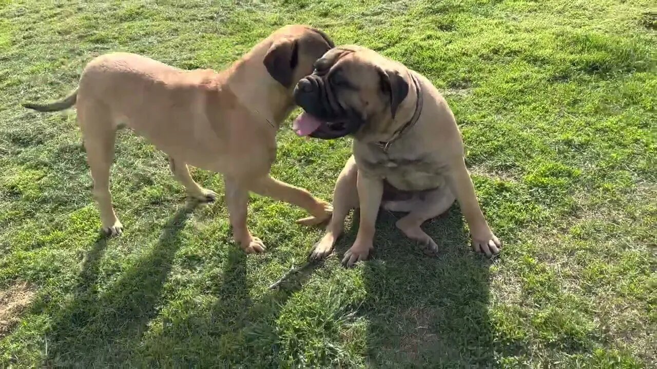 When you are young and dumb. LonelyCreek Ch Rose being very tolerant of this puppy. 4-9-23