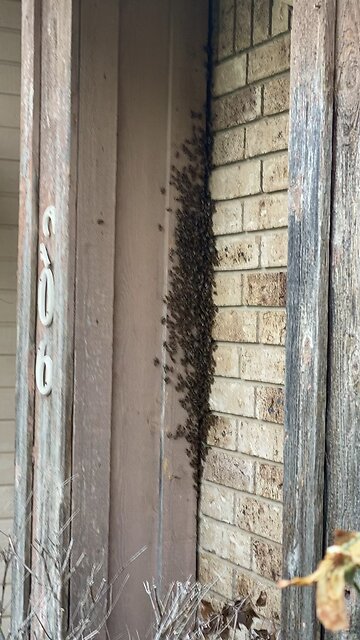 Right after making video, owner sent liability release form to rescue girls!!!