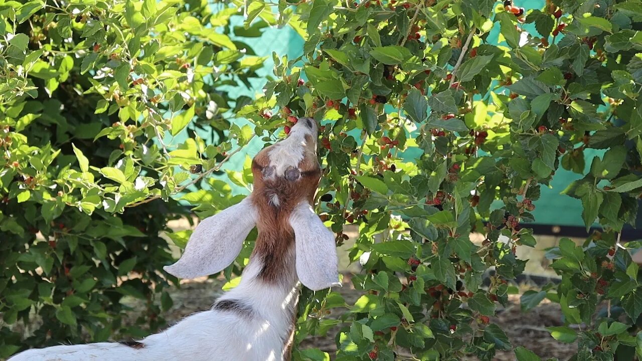 Berry Harvest in Full Swing | Abundance for Everyone!