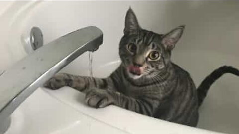 Un chat tout excité devant son verre d'eau!