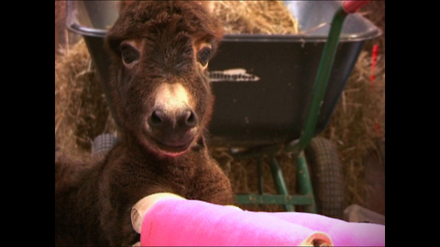 Premature Donkey Has Legs In Plaster Casts