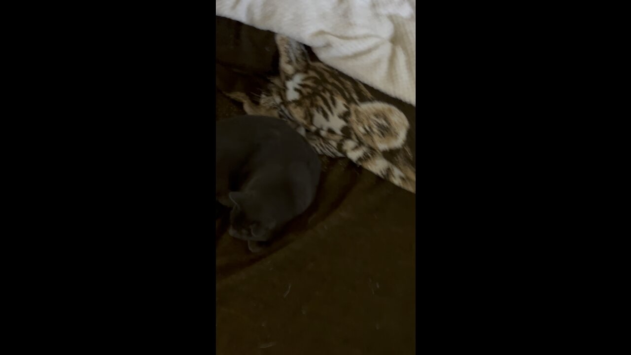 Lazy Saturday