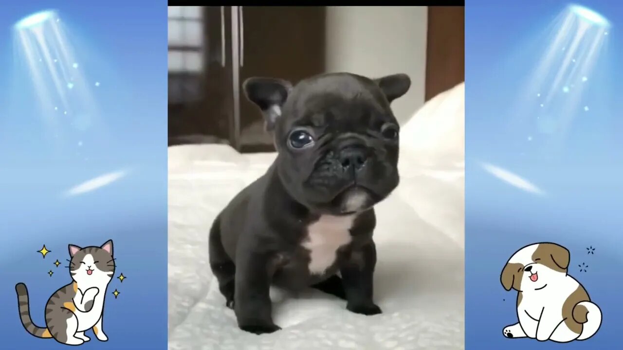 Ethiopian Funny Funniest Animals 🐕🐾🐈Best Of The 2020 Animal Videos 😁 Animals