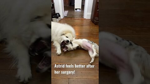 🐶🥰 Astrid had surgery #farmlife #cute #corgi #greatpyrenees