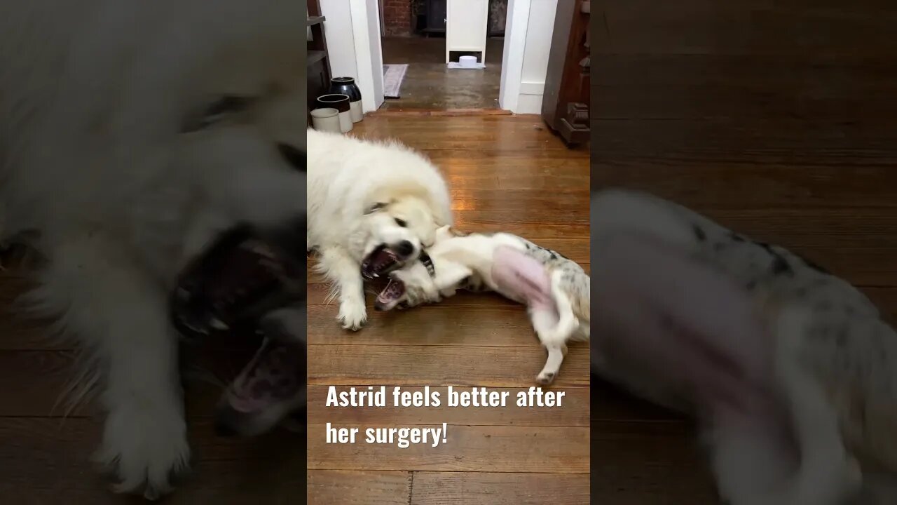 🐶🥰 Astrid had surgery #farmlife #cute #corgi #greatpyrenees