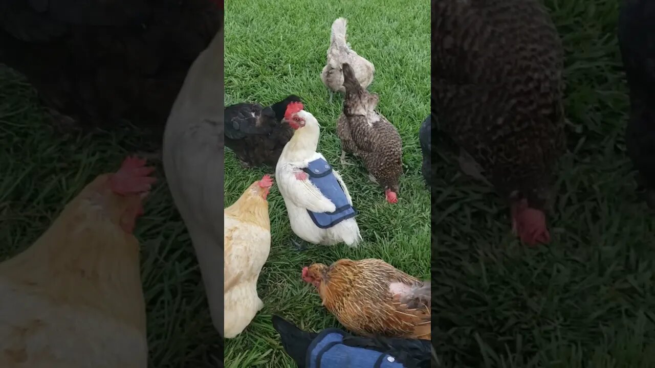 Hanging Out Before Dark #chickens #chickenlife #homesteading #homestead