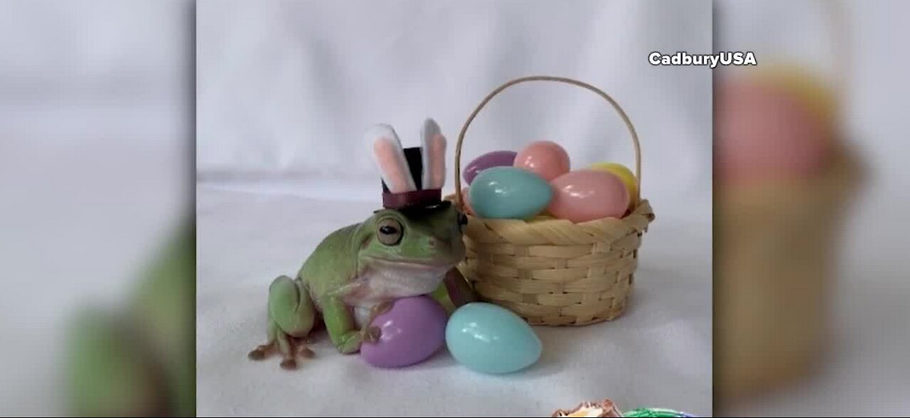 Australian White's tree frog becomes next Cadbury Bunny