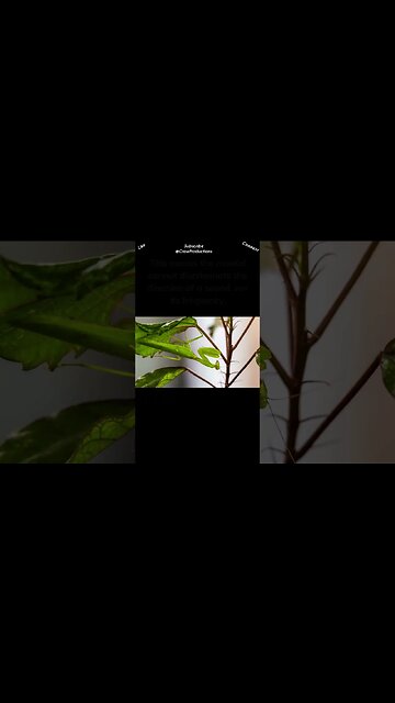 Praying mantises Have Two Eyes, but Only One Ear #prayingmantis #shorts