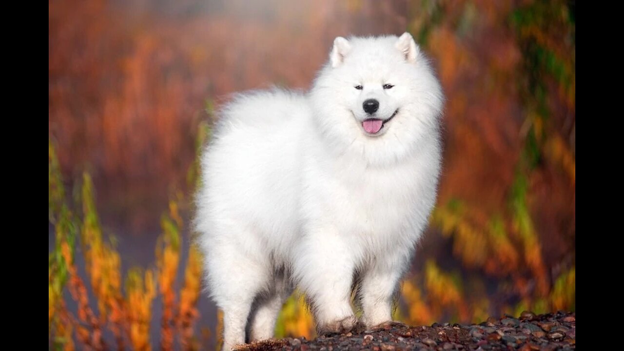 Top 10 dog breeds in the world