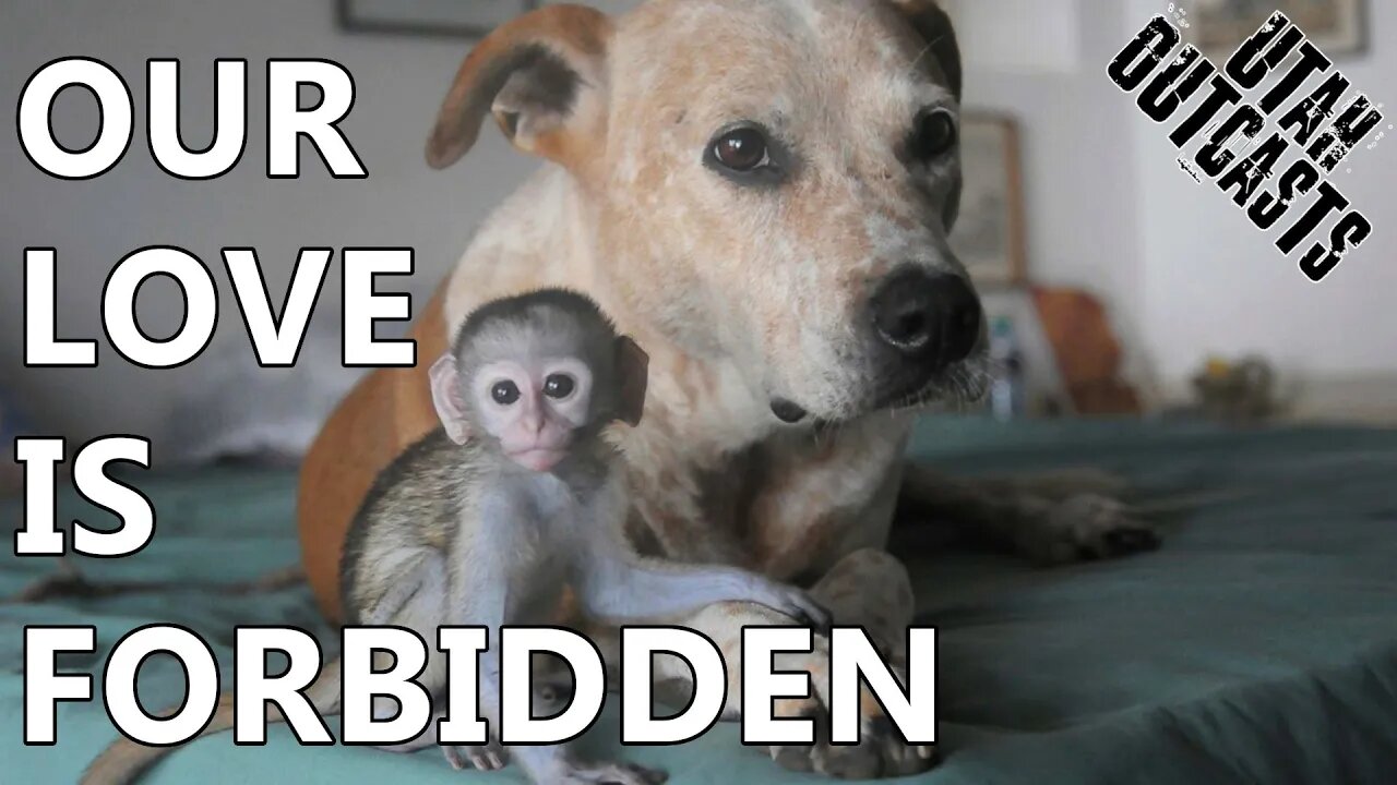 Monkeys Murdered Multiple Mutts in Maha's Beed