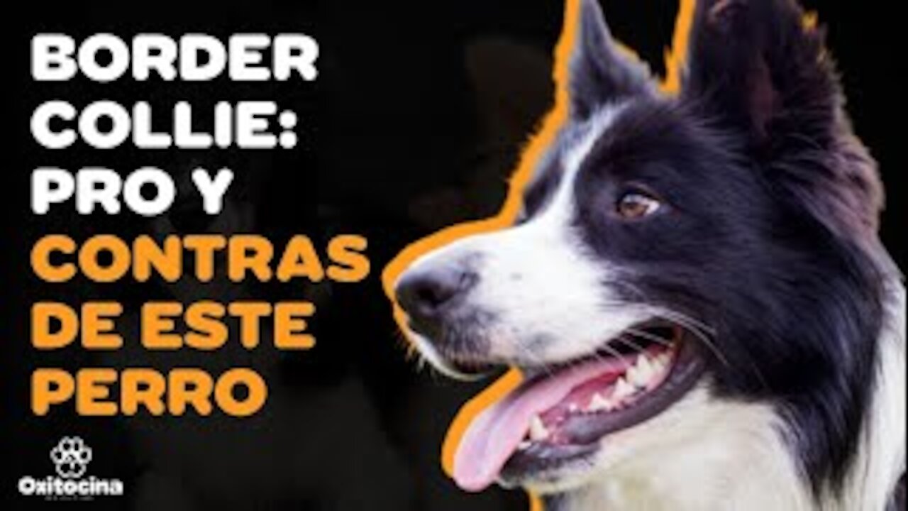 Ventajas y desventajas de tener un BORDER COLLIE.