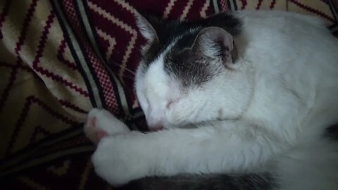 Lucy, the Sleepy Cat