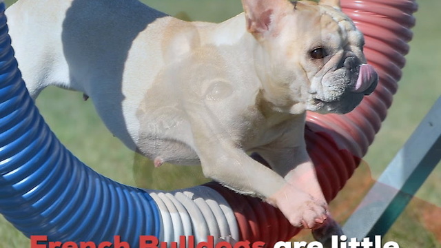 French Bulldogs Are the Cutest