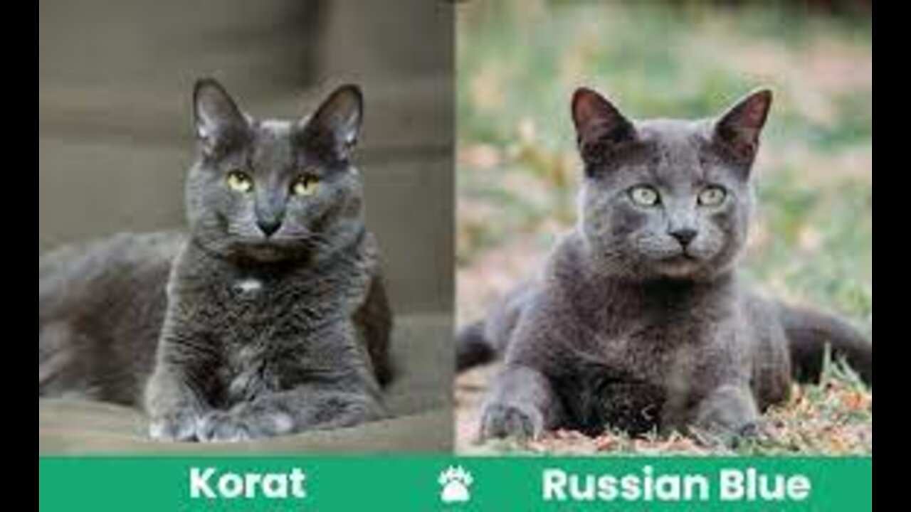 Korat Cat VS. Chartreux Cat