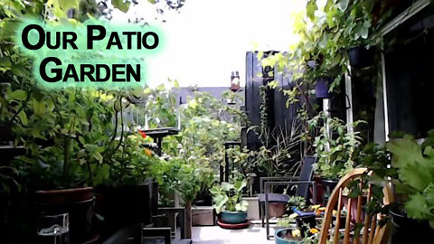 Our Patio Garden [ASMR]