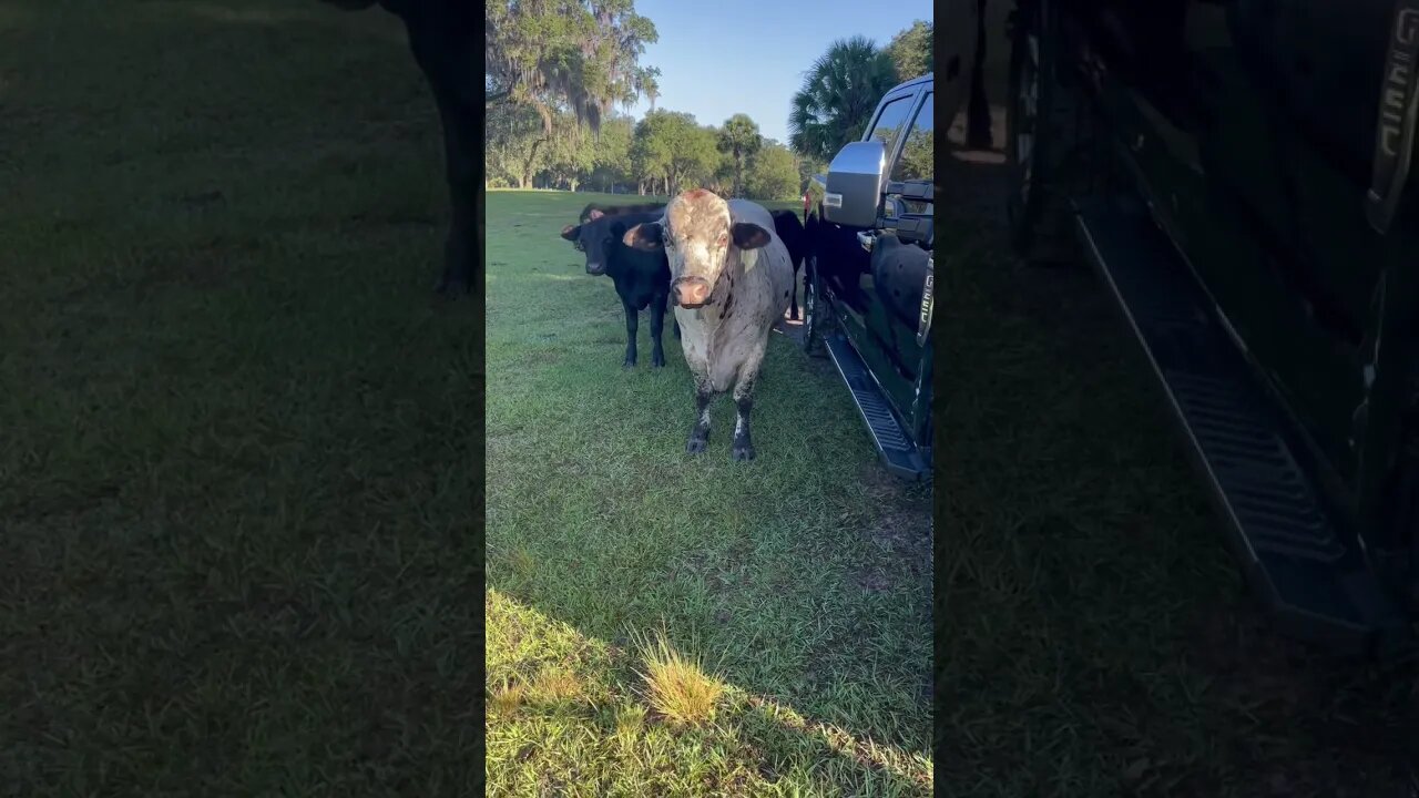 Big Billy the Bull guarding ladies & truck #bull #cow #cows #cattlefarm #shorts