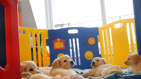 pets video