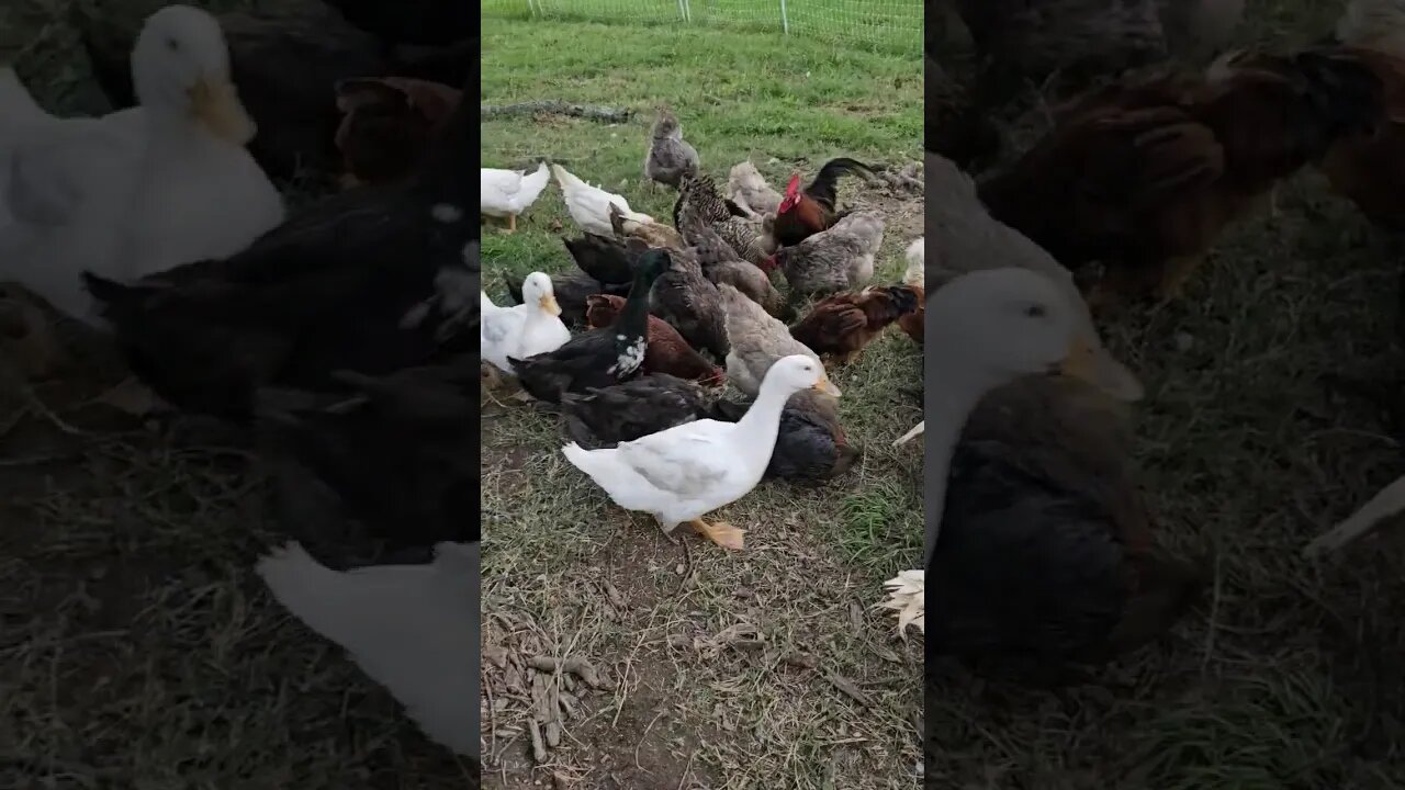 trying to beat another storm #homestead #chicken #duck #turkey #farm #video #shorts