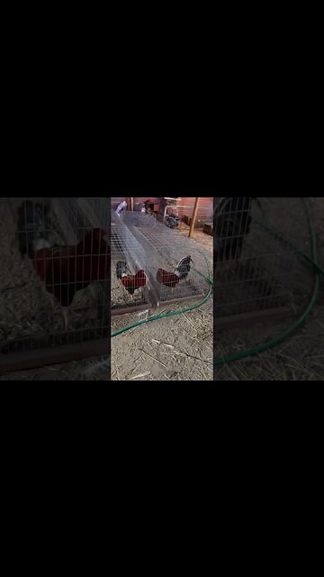 Counting Steps @ LivingWaterFarms247