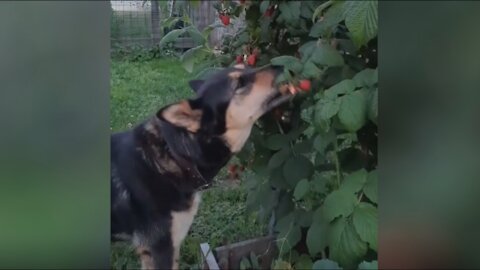 dog that eats berries