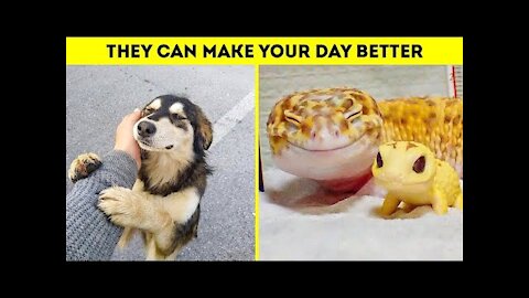 💗CUTE AND FUNNY ANIMAL😍 TO BRIGHTEN UP YOUR DAY | FUNNY ANIMALS COMPILATION 2022 #cuteplanet #animal