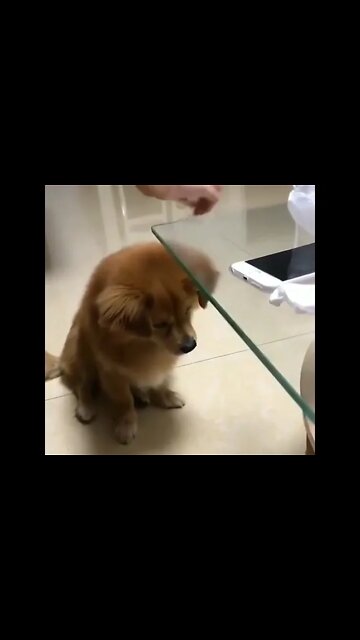 Cute 🥰 puppy playing 🤩 #Shorts #ytshorts #UbertainmentFun #Dogs #Animals #Fun