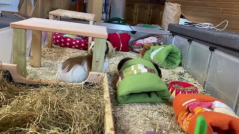 Guinea pig investigation part 3 - end