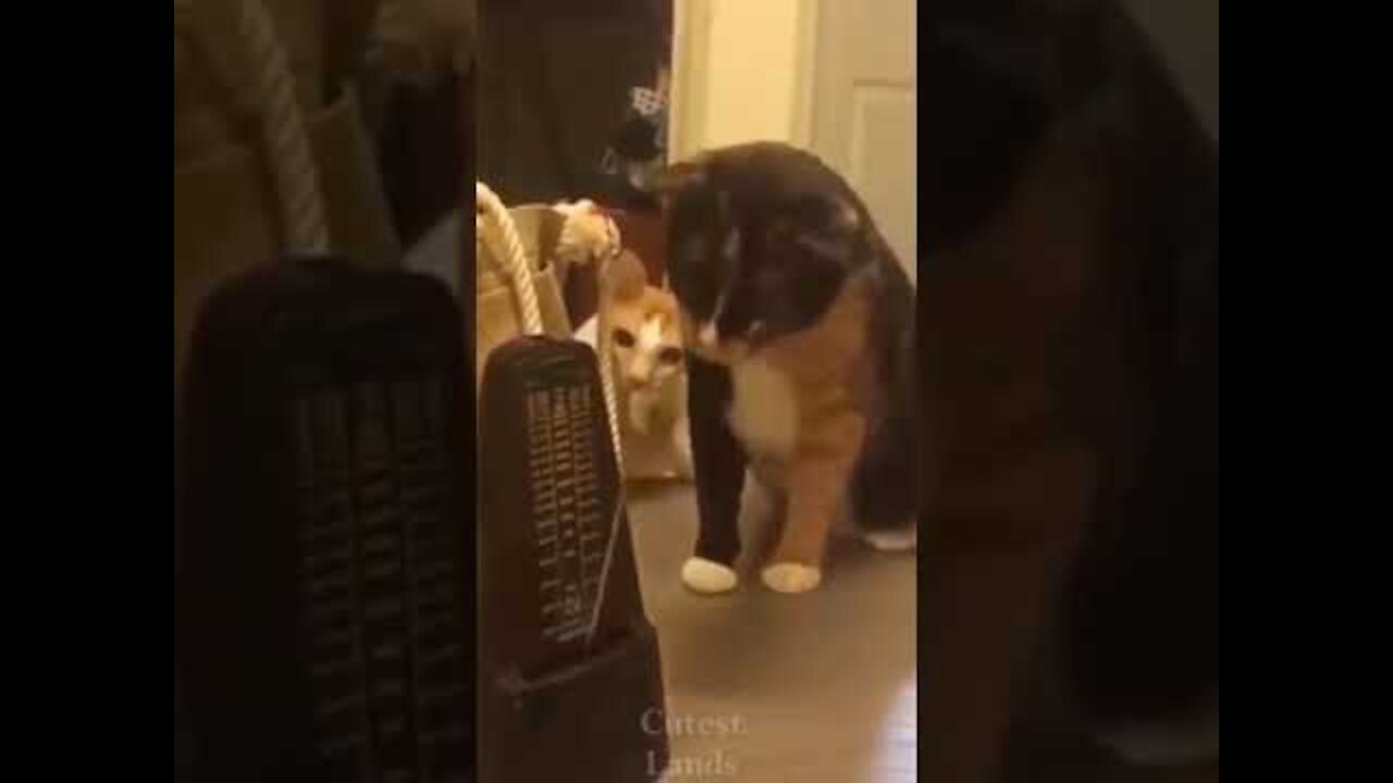Curious cute cats! - Funny Animal Video Reaction!