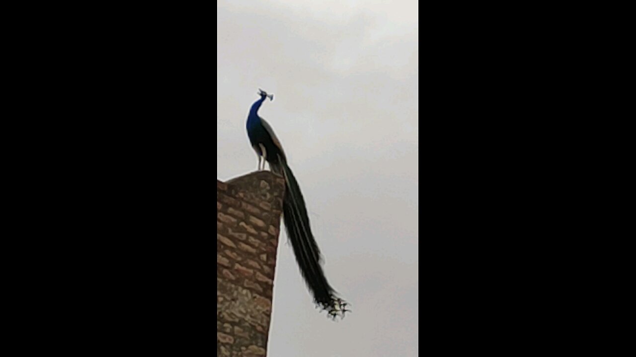 sound of peacock