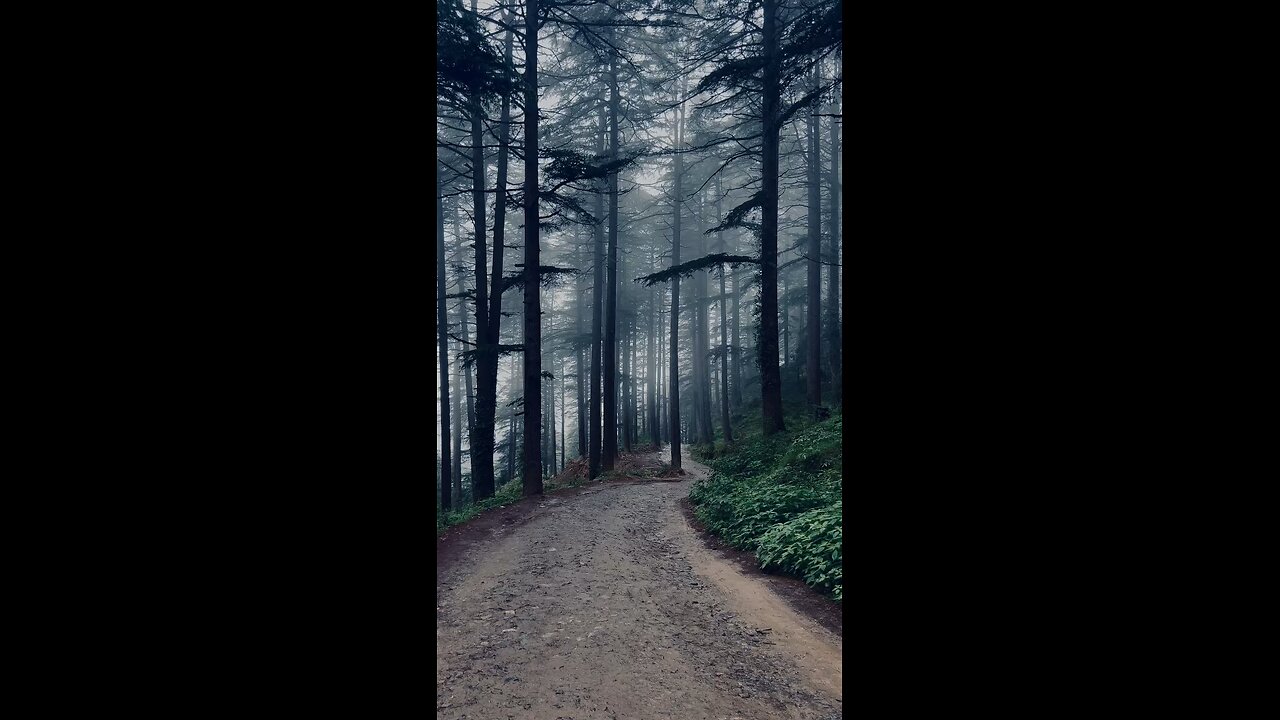 Foggy forest