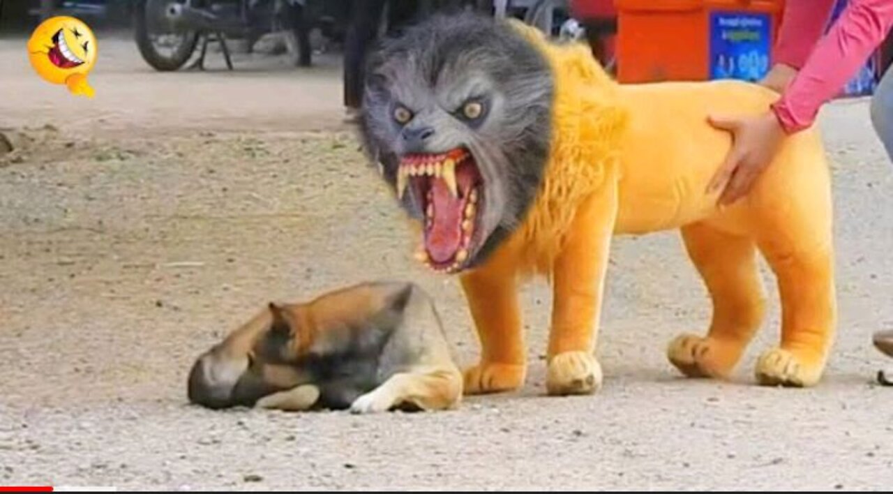 Funny dog prank with fake tiger🤣🤣🤣