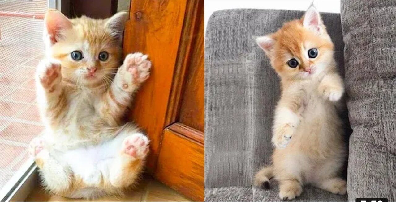 Baby Cats - Cute and Funny Cats Videos