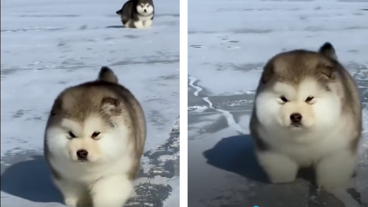 🐶 Adorable Puppy slips when Walking on Ice 🐶