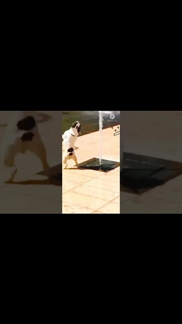 How to STOP The PUPPY BITING & CHEWING MACHINE Reality puppy Training | Labrador cat Training #short