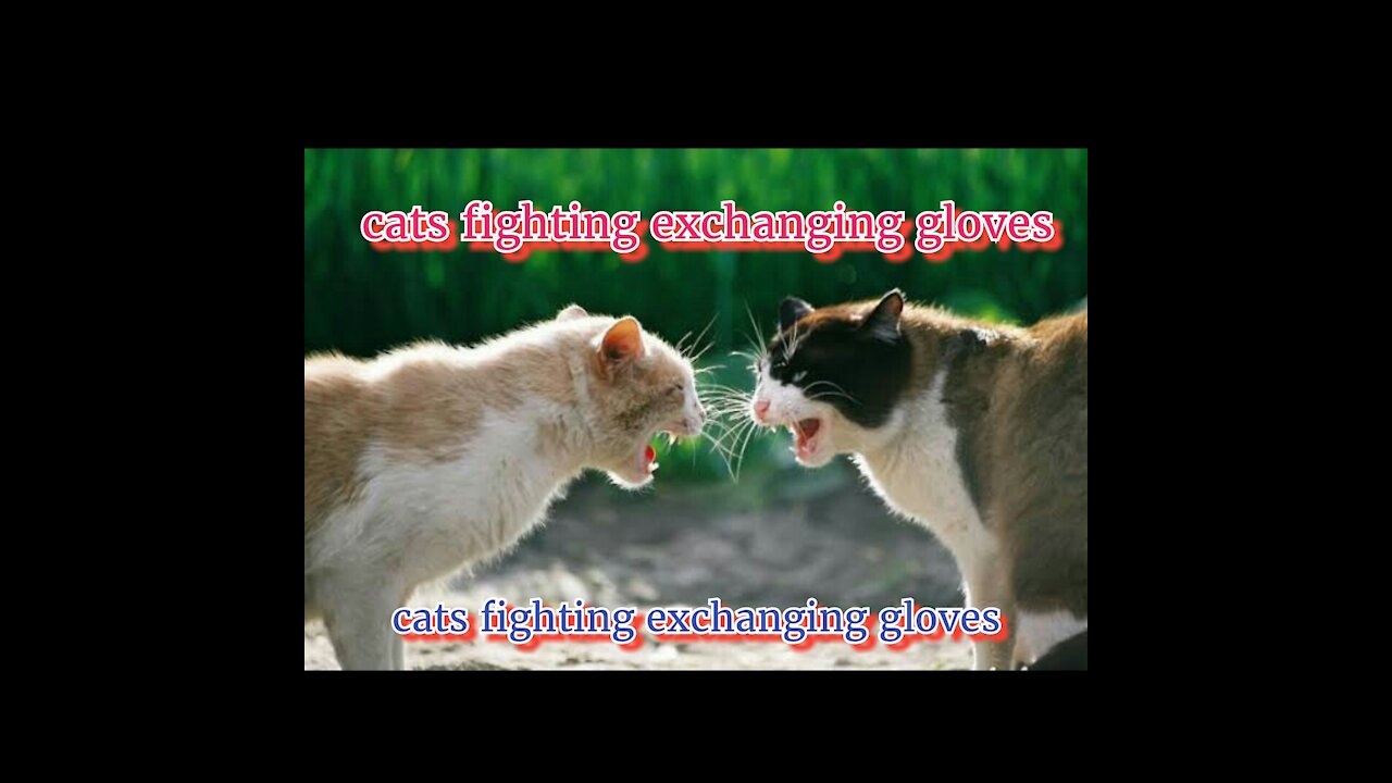 cats fighting exchanging gloves