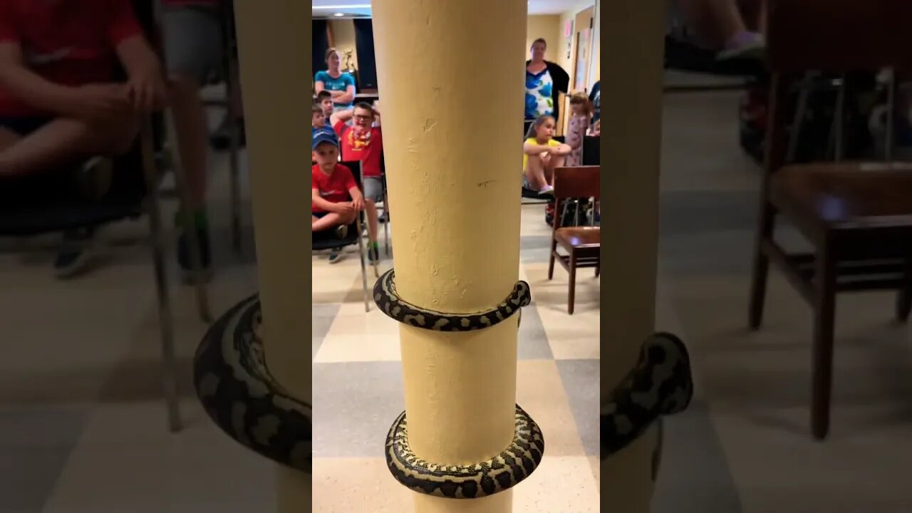 Carpet python climbing