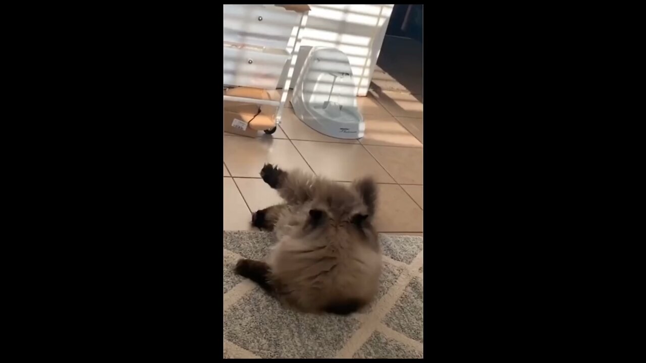 Cat reaction to a fart prank 🤣