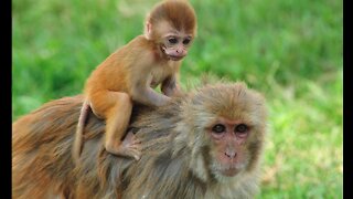 Our primate friends: Best Monkey Moments | Carrying her kid.