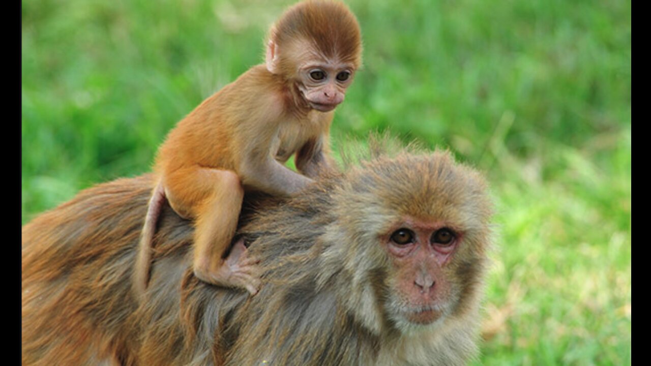 Our primate friends: Best Monkey Moments | Carrying her kid.